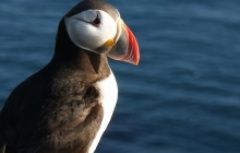 A radiant Icelandic puffin admiring its surroundings